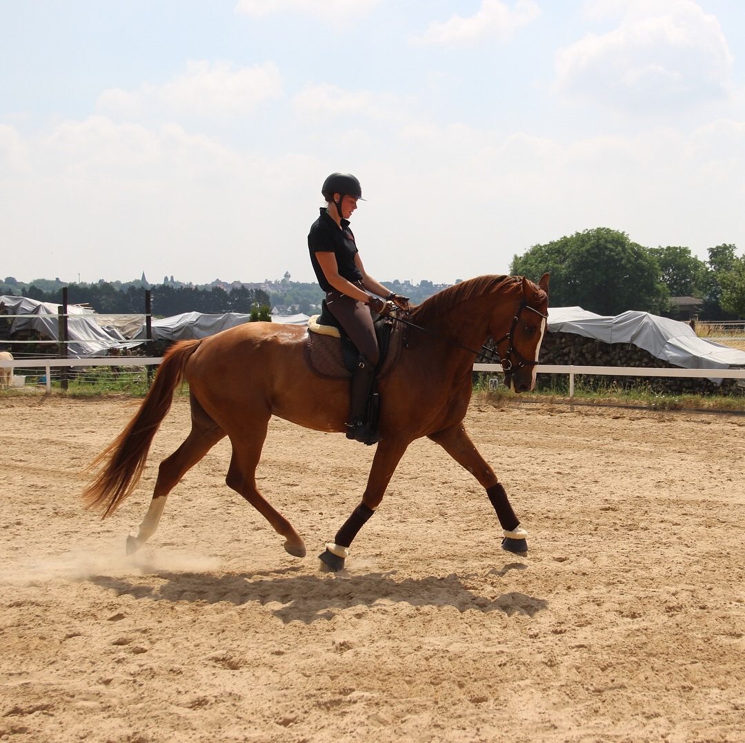 Dressurpferd im Galopp