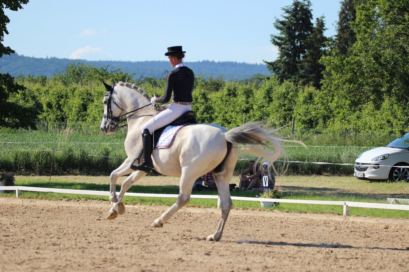 Dressurpferd (Schimmel)