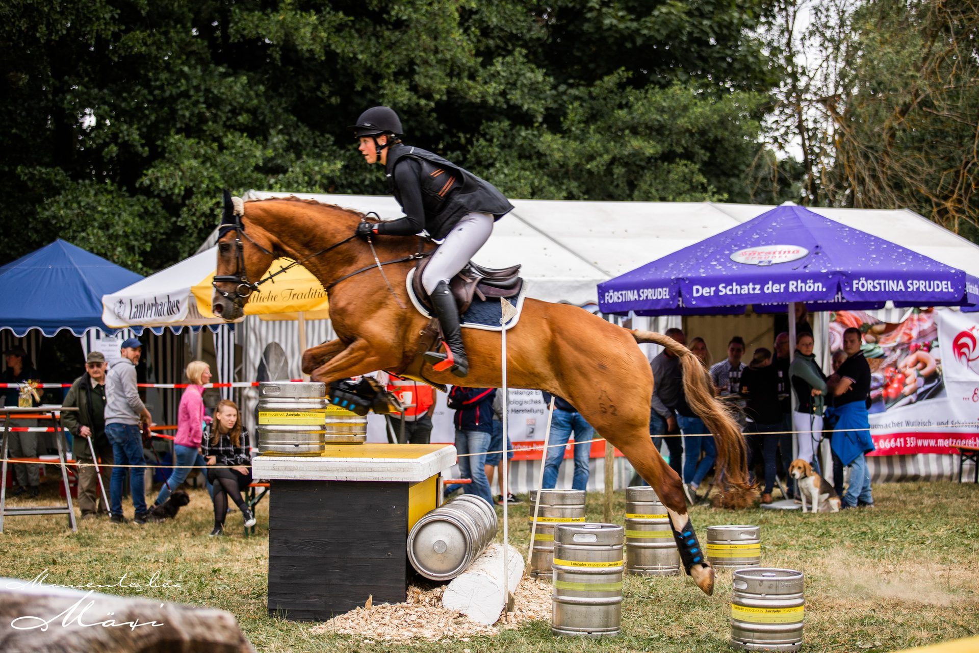 Springpferd im Turniereinsatz – Anke Braun Sportpferde in Wiesbaden