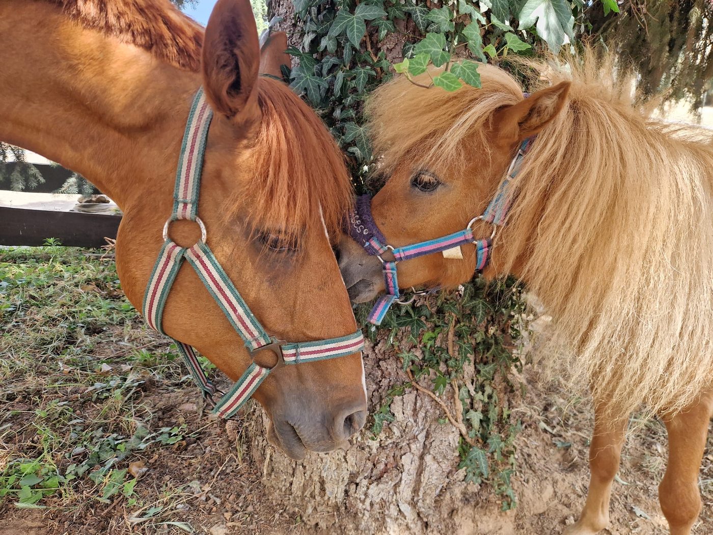 Zwei Ponys auf der Anlage