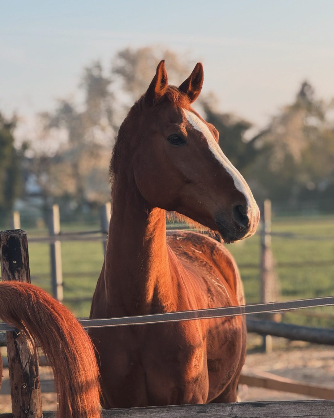Sportpferd im Portrait