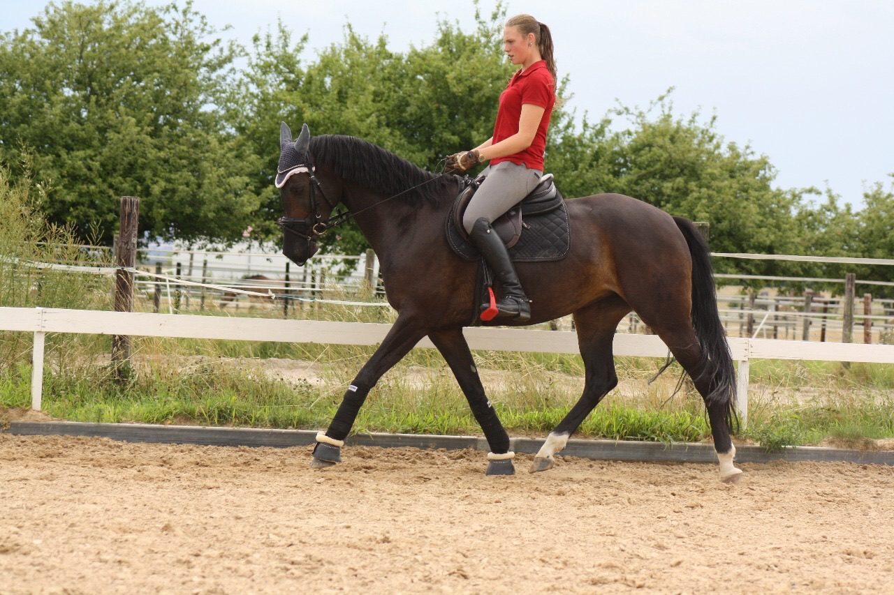 Teammitglied von Anke Braun Sportpferde