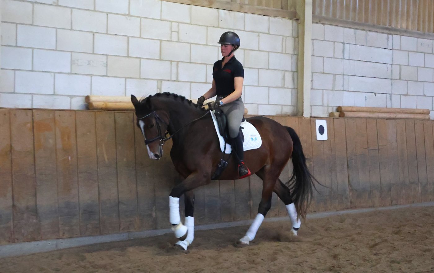 Scattery Tina im Galopp unter dem Sattel in der Reithalle