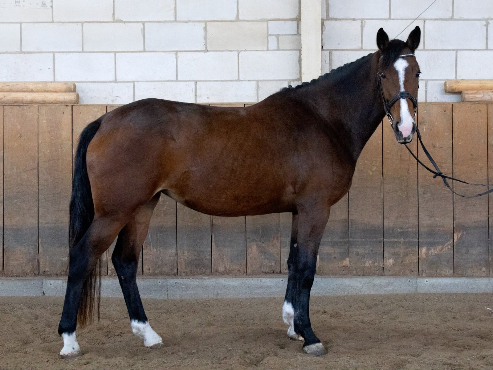 Scattery Tina – Irish Sport Horse v. Conticco (*2022), Exterieur