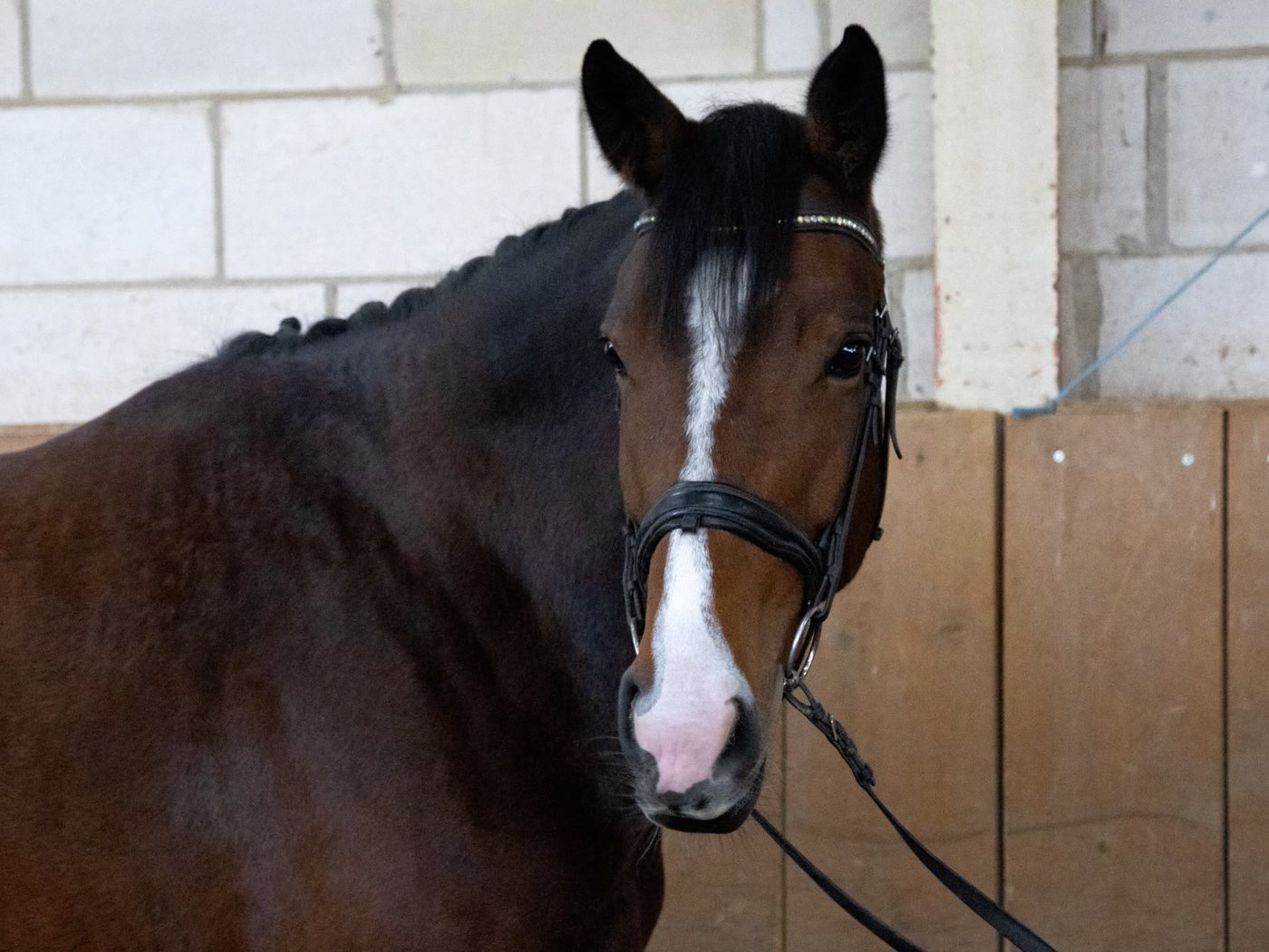 Scattery Tina – Irish Sport Horse v. Conticco (*2022)