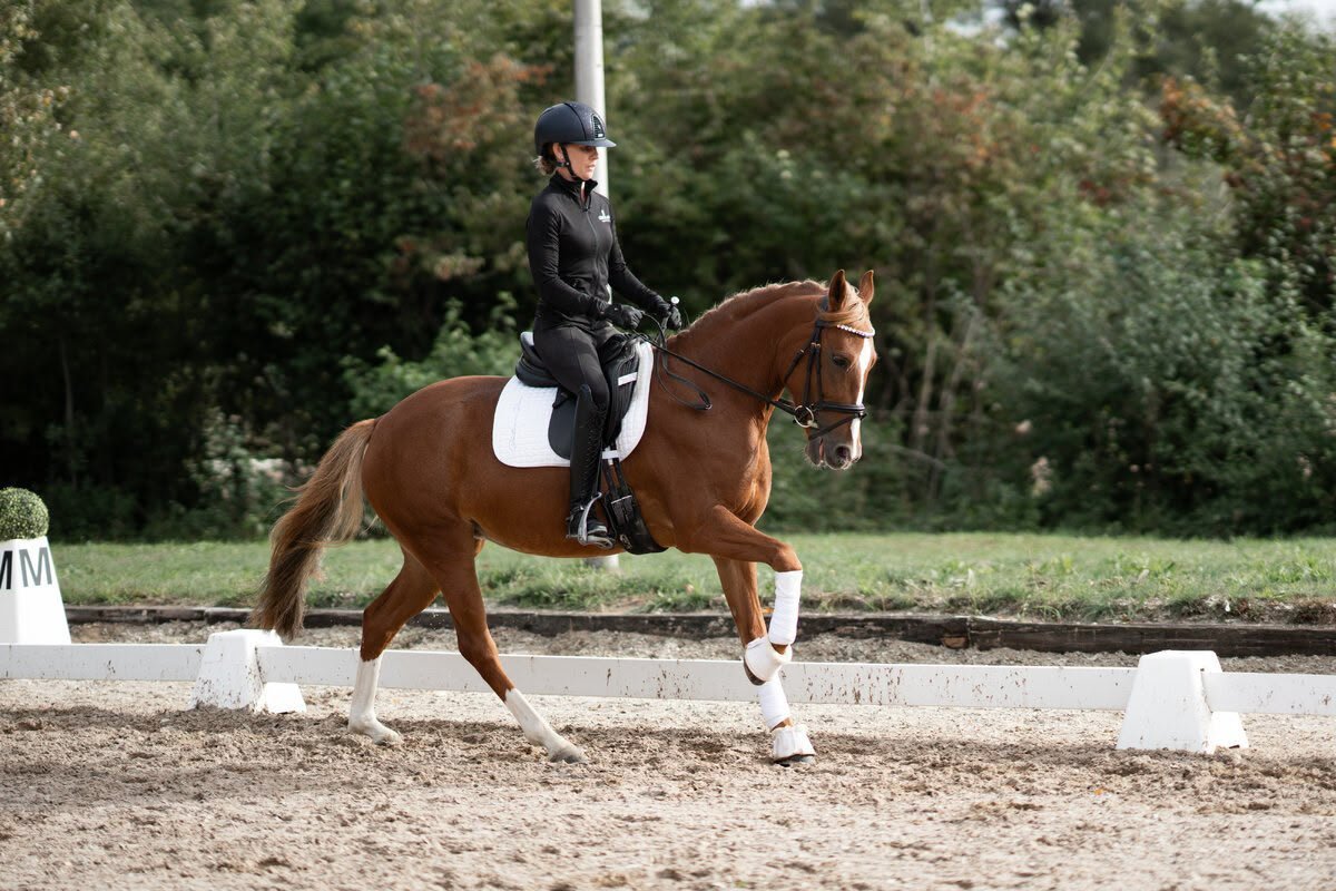 Secret Love LH – Deutsches Reitpony