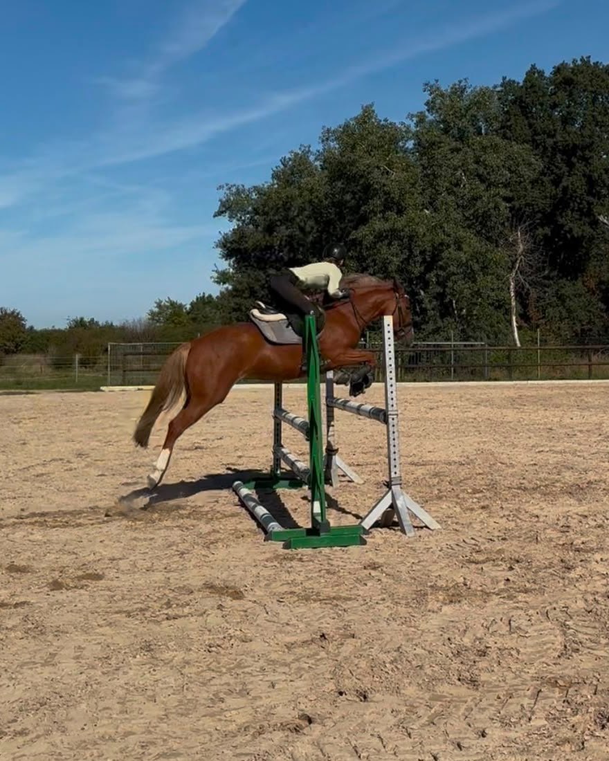 Secret Love LH – Deutsches Reitpony beim Springen auf A-Niveau