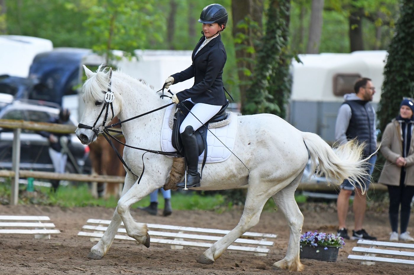 Springpferd (Schimmel)